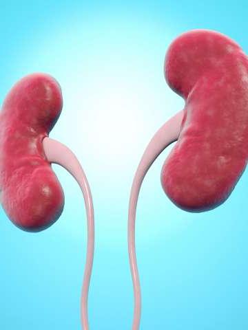 Human kidneys, computer artwork.